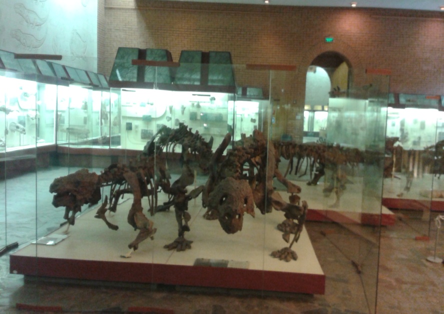 экскурсия в палеонтологический музей