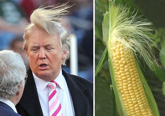 Дональд Трамп и кукуруза